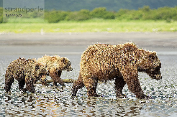 Eine Braunbärensau (Ursus Americans) bringt ihren Jungen bei  wie sie in der Hallo Bay  Katmai National Park  Homer  Alaska  Vereinigte Staaten von Amerika  nach Muscheln graben können.