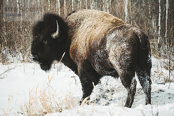 Wisent (Bison bison) im Elk Island National Park im Winter; Alberta  Kanada