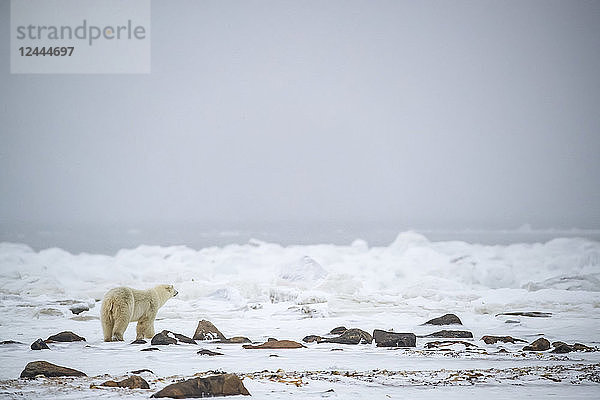 Eisbär (Ursus maritimus) beim Blick auf die Hudson Bay  um zu sehen  ob sich Eis gebildet hat  Churchill  Manitoba  Kanada