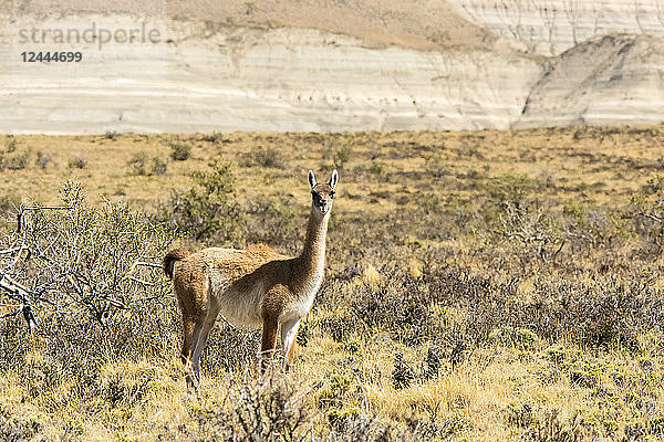 Ein Vikunja (Vicugna vicugna) steht in einer Wüstenlandschaft mit einem Hügel im Hintergrund und schaut in die Kamera; Santa Cruz  Chile