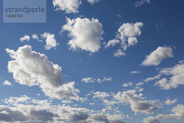 Kumuluswolken an einem blauen Himmel  Edmonton  Alberta  Kanada