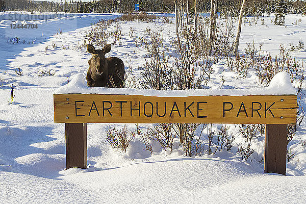 Elch von Erdbeben Park Zeichen in West Anchorage  Southcentral Alaska  Winter