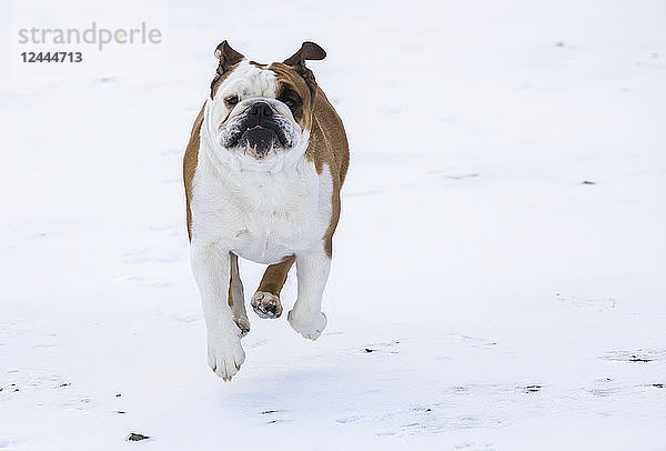 Hund läuft durch den Schnee auf die Kamera zu  Island