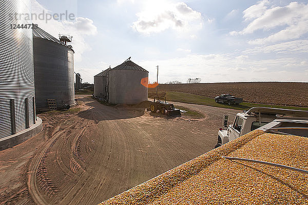 Mit Mais beladener Getreidewagen am Getreidetrockner- und Silokomplex während der Maisernte in der Nähe von Nerstrand  Minnesota  Vereinigte Staaten von Amerika