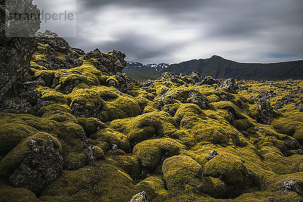 Moosbewachsenes Lavafeld auf der Halbinsel Snaefellsness  Island