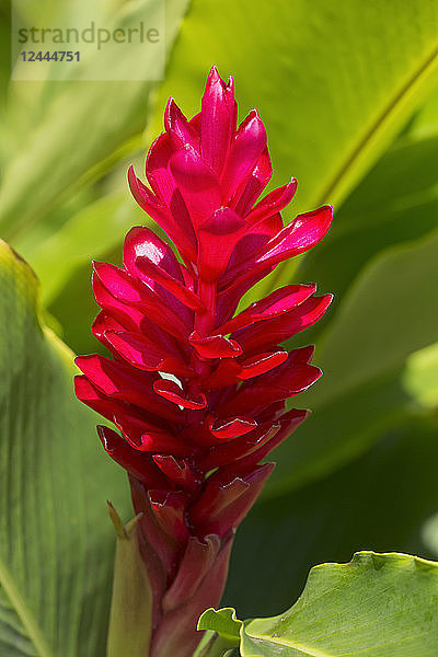 Roter Ingwer (Alpinia Purpurata)  Paia  Maui  Hawaii  Vereinigte Staaten von Amerika