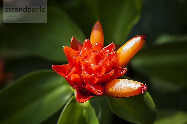 Nahaufnahme einer orangefarbenen tropischen Blume in Blüte  Hawaii Tropical Botanical Garden at Onomea Valley and Bay  in der Nähe von Hilo  Insel Hawaii  Hawaii  Vereinigte Staaten von Amerika