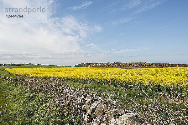 Trockenmauer mit Rapsfeld und in der Ferne die felsigen Klippen von Whin Sill; Howick  Northumberland  England