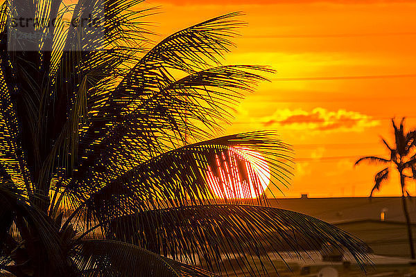 Die untergehende Sonne von einem Hotelbalkon aus durch eine Kokosnusspalme betrachtet  Kailua-Kona  Insel Hawaii  Hawaii  Vereinigte Staaten von Amerika