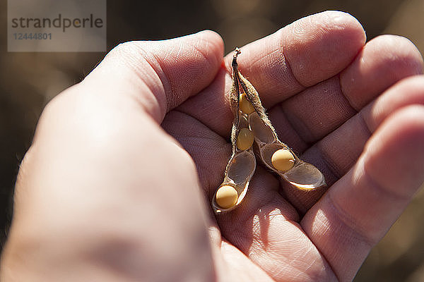 Sojabohnen und Samenkapsel in der Hand des Landwirts  Sojabohnenernte-Szene  in der Nähe von Nerstrand  Minnesota  Vereinigte Staaten von Amerika