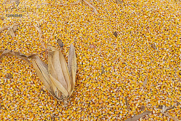 Geerntete Maiskörner mit den getrockneten Blättern auf dem Stapel  Minnesota  Vereinigte Staaten von Amerika