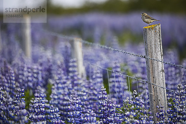 Vogel auf einem Zaun mit Lupinen in der isländischen Landschaft  Halbinsel Snaefellsness  Island