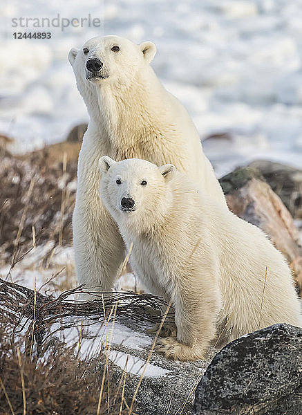 Mutter und Jungtier Eisbären (Ursus maritimus) sitzen im Schnee  Churchill  Manitoba  Kanada