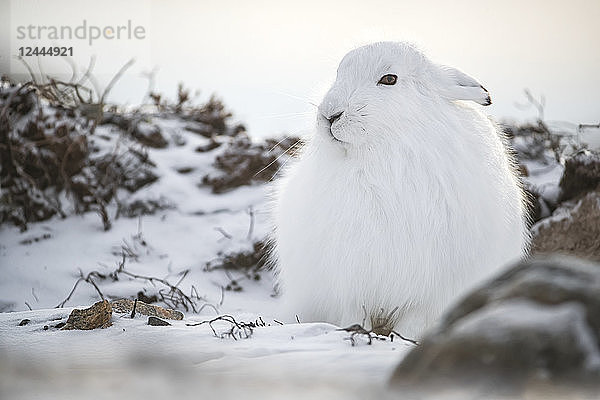 Polarhase (Lepus arcticus) im Schnee  Churchill  Manitoba  Kanada