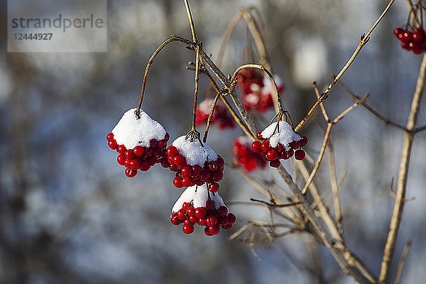 Rote Beerenbüschel  die von Schnee bedeckt sind und an den Zweigen hängen  Fulford  Quebec  Kanada