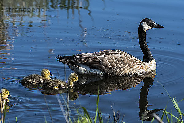 Kanadagans (Branta canadensis) und Gänseküken in einem Teich  Ridgefield  Washington  Vereinigte Staaten von Amerika