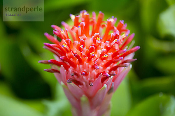 Extreme Nahaufnahme einer Bromelie (Bromeliaceae)  Hana  Maui  Hawaii  Vereinigte Staaten von Amerika