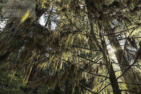 Üppiges Laub auf den Bäumen mit Moos an den Ästen  Great Bear Rainforest  Hartley Bay  British Columbia  Kanada