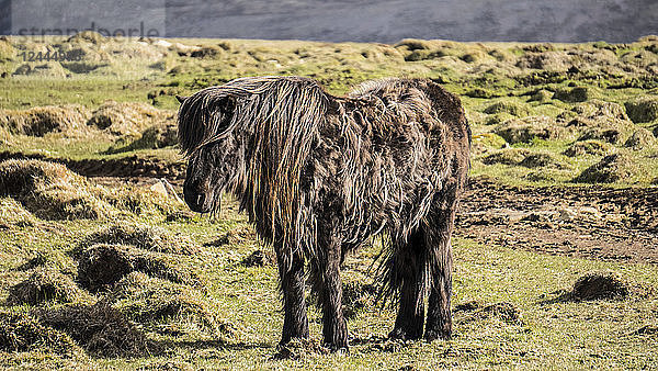 Ein robustes Islandpferd trotzt den kalten Bedingungen in Westisland; Island