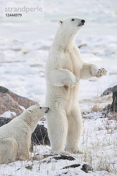 Eisbärenmutter (Ursus maritimes) steht im Schnee und schätzt die Gefahr ein  Churchill  Manitoba  Kanada