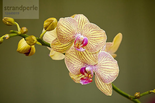 Gelbe Phalaenopsis-Orchidee  Paia  Maui  Hawaii  Vereinigte Staaten von Amerika