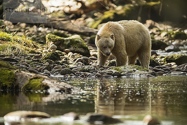 Geisterbär oder Kermodebär (Ursus americanus kermodei) beim Spaziergang am Wasser im Great Bear Rainforest  Hartley Bay  British Columbia  Kanada