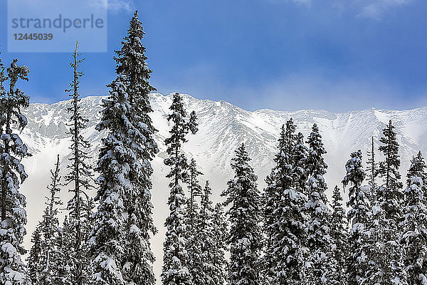 Eine Reihe von schneebedeckten immergrünen Bäumen  mit Sonne beleuchteten schneebedeckten Bergkette im Hintergrund und blauem Himmel  Kananaskis Country; Alberta  Kanada