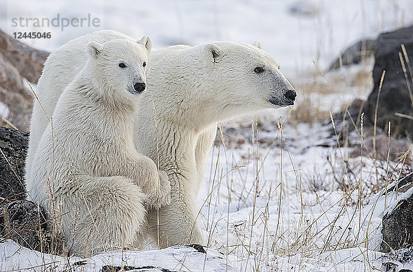 Mutter und Jungtier Eisbären (Ursus maritimus) sitzen im Schnee  Churchill  Manitoba  Kanada