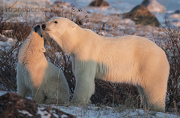 Eisbärenmutter und -junges (Ursus maritimus) teilen einen zärtlichen Moment  Churchill  Manitoba  Kanada