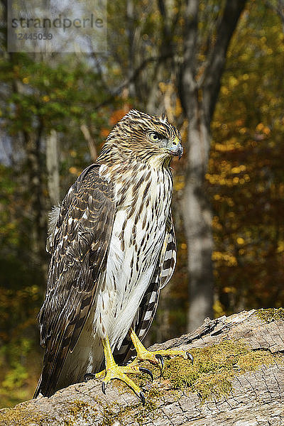 Ausgewachsener Cooper's Hawk (Accipiter cooperii)  Finger Lakes Region  New York  Vereinigte Staaten von Amerika
