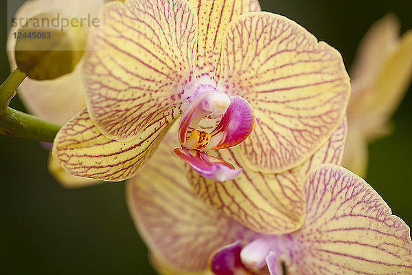 Gelbe Phalaenopsis-Orchidee  Paia  Maui  Hawaii  Vereinigte Staaten von Amerika