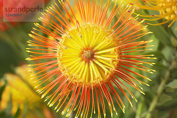 Leucospermum  Nadelkissen-Protea  Kula  Maui  Hawaii  Vereinigte Staaten von Amerika