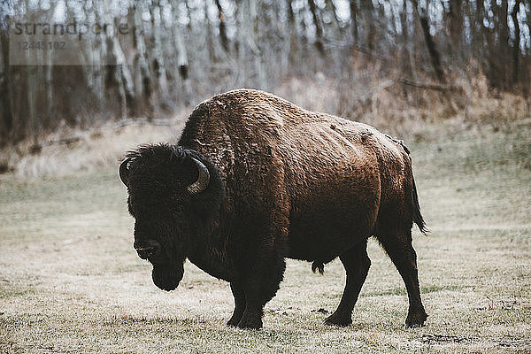Amerikanischer Bison (Bison bison)  Elk Island National Park; Alberta  Kanada