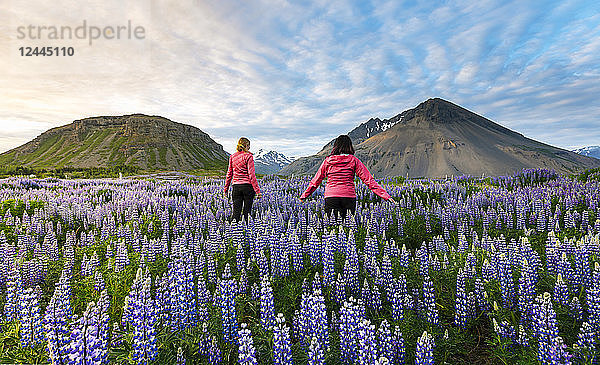 Zwei Touristinnen gehen an einem sonnigen Sommerabend bei Sonnenuntergang durch ein Lupinenfeld in Richtung der Vulkanberge in der Ferne  Island