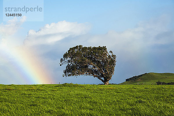 Kohala Mountain Weide und Regenbogen in den Himmel  Insel Hawaii  Hawaii  Vereinigte Staaten von Amerika