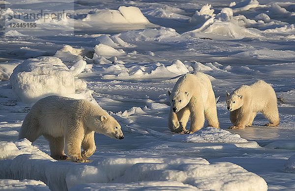 Mutter und Jungtier Eisbären (Ursus maritimus) im Schnee  die einen anderen Bären verjagen  Churchill  Manitoba  Kanada