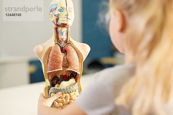 Curious schoolgirl looking at anatomical model