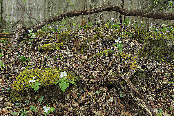 Trillium-Blüten sprießen auf dem Waldboden im Roaring Fork-Teil des Great Smoky Mountains National Park.