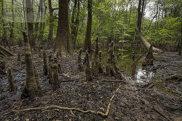 Zypressenknie säumen die Ufer des Wise Lake im Congaree National Park in der Nähe von Columbia  South Carolina.