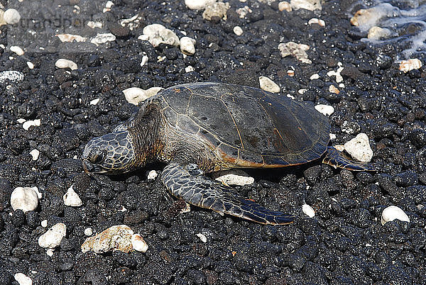 Eine Schildkröte ruht am felsigen Strand an der Kohala-Küste auf der Big Island von Hawaii.