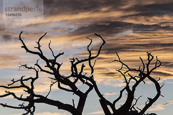 Ein Baum im Schatten des Sonnenuntergangs  Canyonlands National Park  Utah