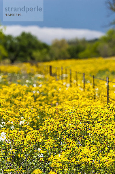 Ein Feld mit gelben Frühlings-Wildblumen in Texas mit einem Zaun  der das Bild diagonal durchschneidet.