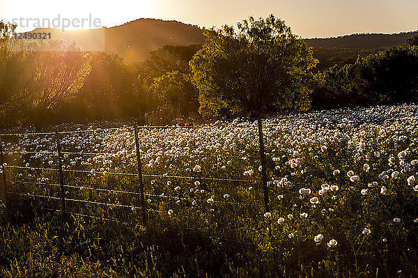 Ein Feld mit texanischen Wildblumen mit einer einheimischen Eiche im Hintergrund.