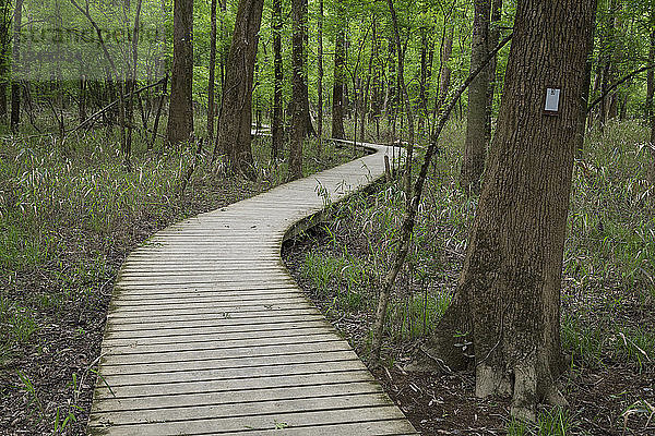 Der Boardwalk Trail ist der Ausgangspunkt für die meisten Wanderungen im Congaree-Nationalpark und bietet Einblicke in den Tieflandwald.