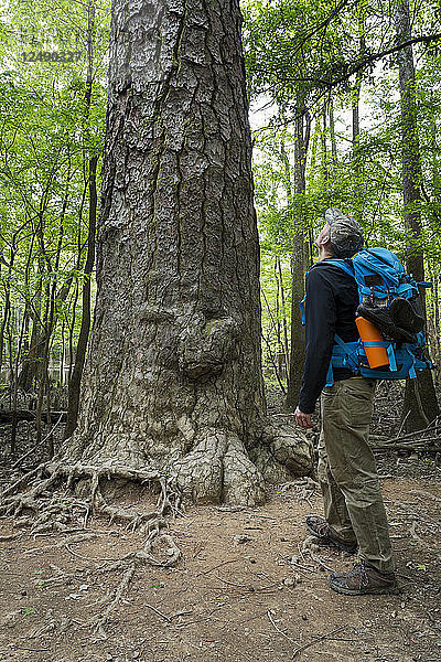 Ein Wanderer blickt in den Himmel auf einen der vielen Baumriesen im Congaree National Park in der Nähe von Columbia  South Carolina.