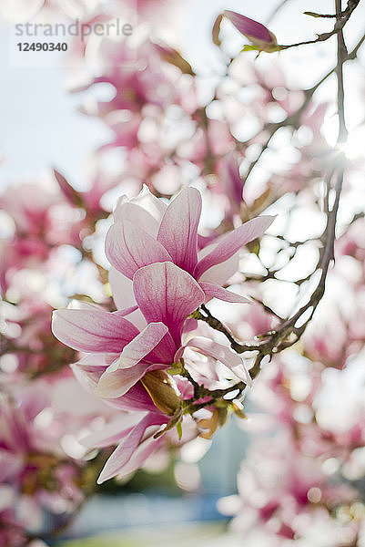 Magnolienblüten im Frühling in Rhode Island