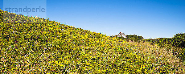 Ein Feld mit Goldruten im Spätsommer auf Block Island