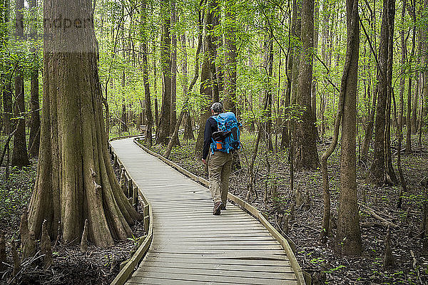 Ein männlicher Wanderer begibt sich auf eine Tageswanderung durch den Congaree-Nationalpark in der Nähe von Columbia  South Carolina. Der Boardwalk Trail ist der Ausgangspunkt für die meisten Wanderungen im Park und bietet Einblicke in den Tieflandwald.