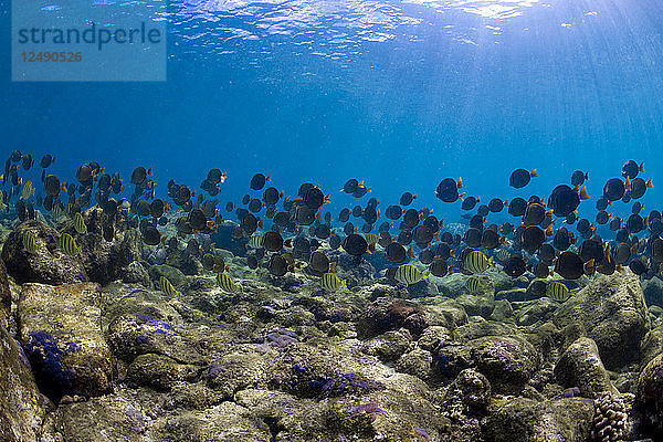 Eine Unterwasseransicht einer hawaiianischen Meeresschildkröte in der Sharks Cove  auf der Nordseite