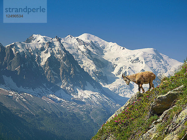 Eine Bergziege  die am Rande eines steilen Abhangs mit dem Mount Blanc im Hintergrund steht